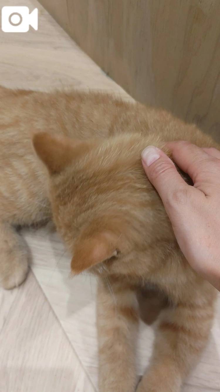 なでなで