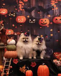 おやすみなさい