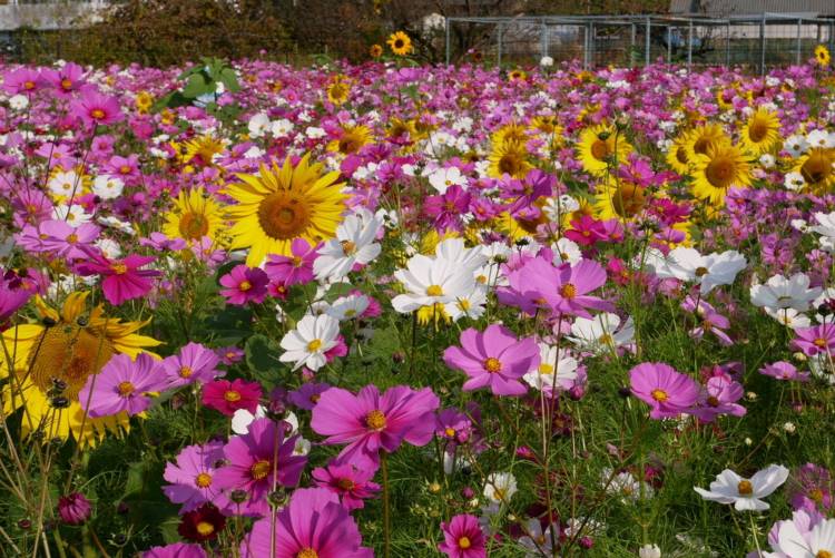 さゆり　　指名料無料中