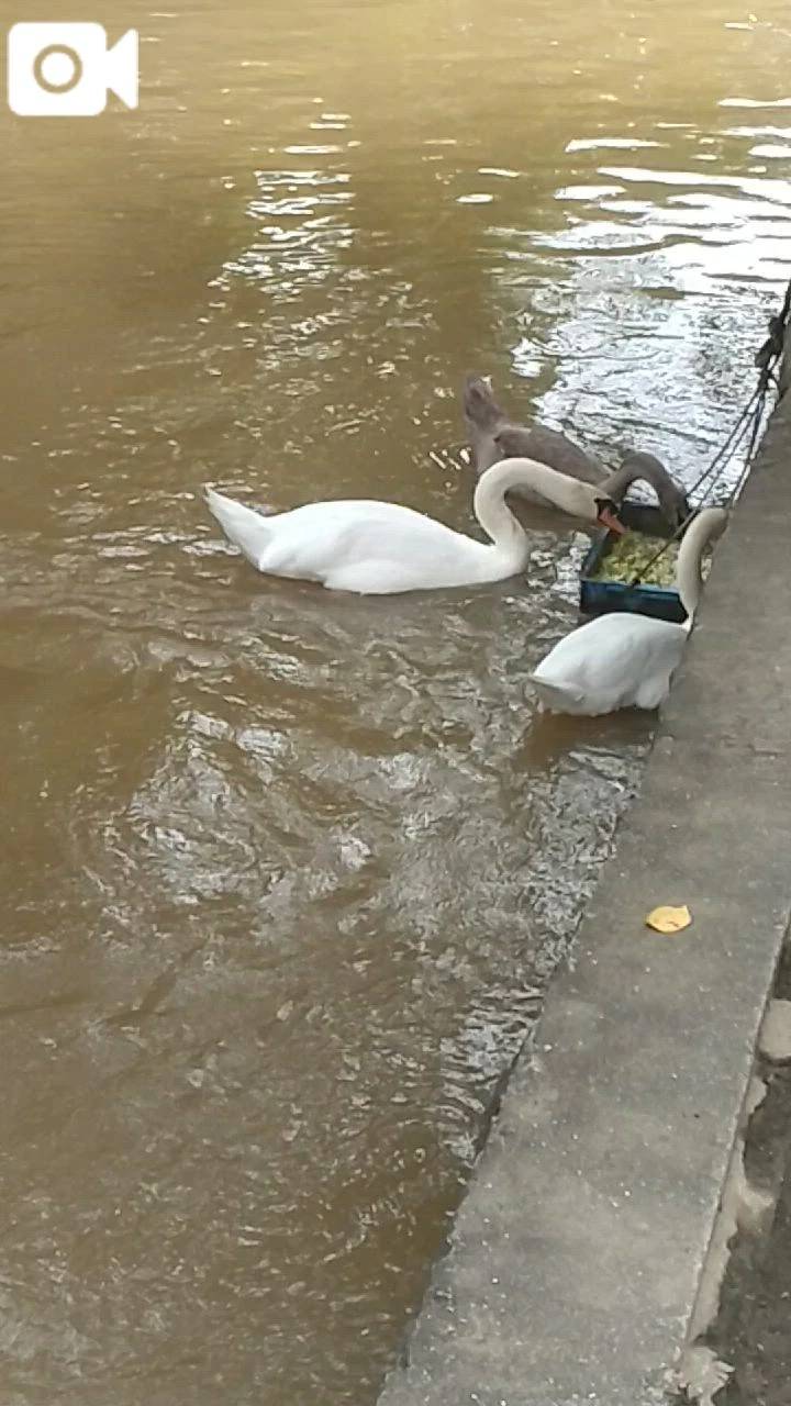ほっとひと息🦢番外編