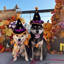 ありがとうございました