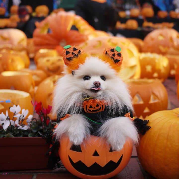 今月最後の水曜日