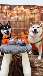 予想最高気温は19℃