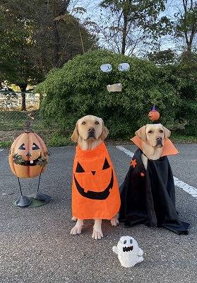 ハロウィンあるいはハロウィーン