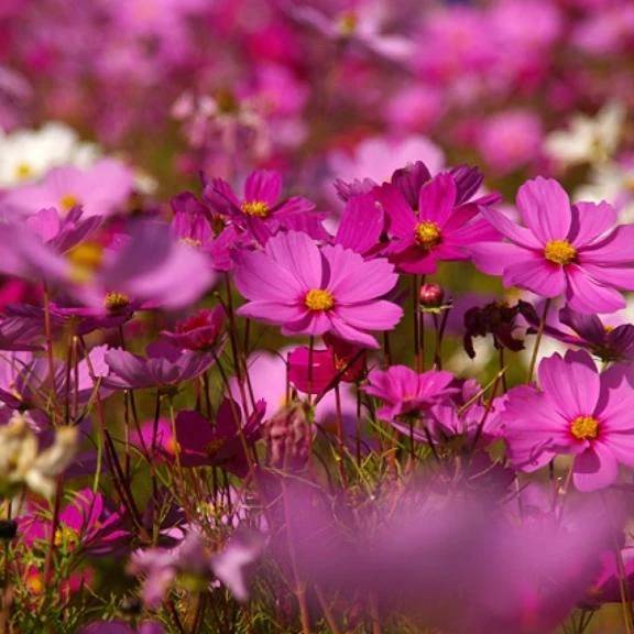 けい　期間限定