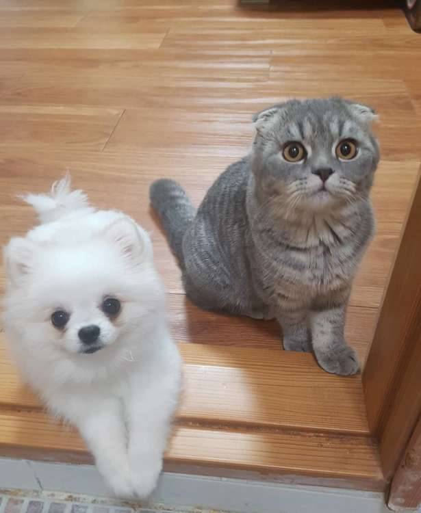 ありがとうございました