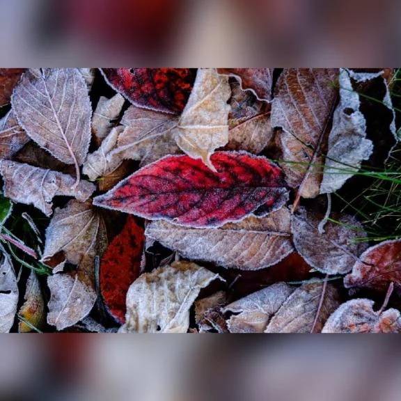 立冬（りっとう）