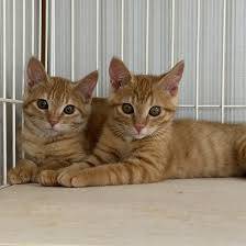 さゆり　　指名料無料中