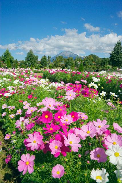 予想最高気温は２１℃