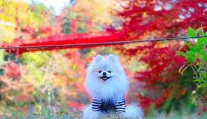 本日も宜しくお願いいたします