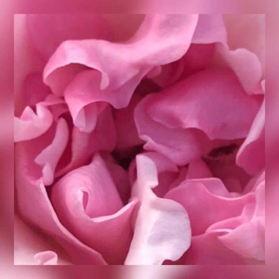 けい　期間限定