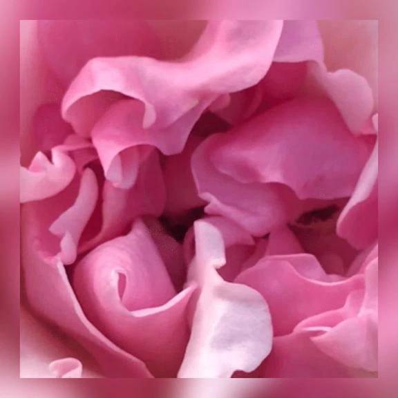 けい　期間限定