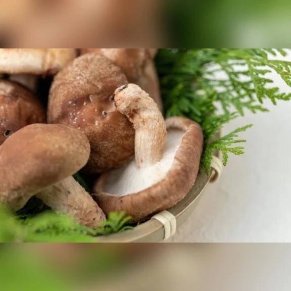 けい　期間限定