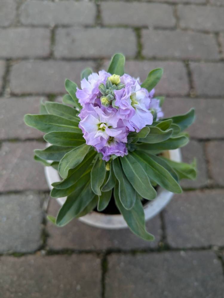 ありがとう❤️