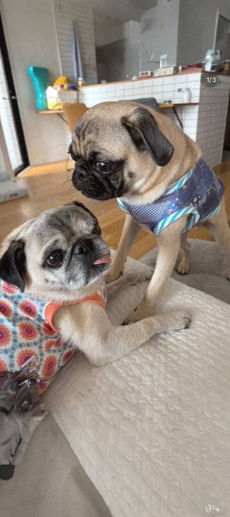 節子　　業界初