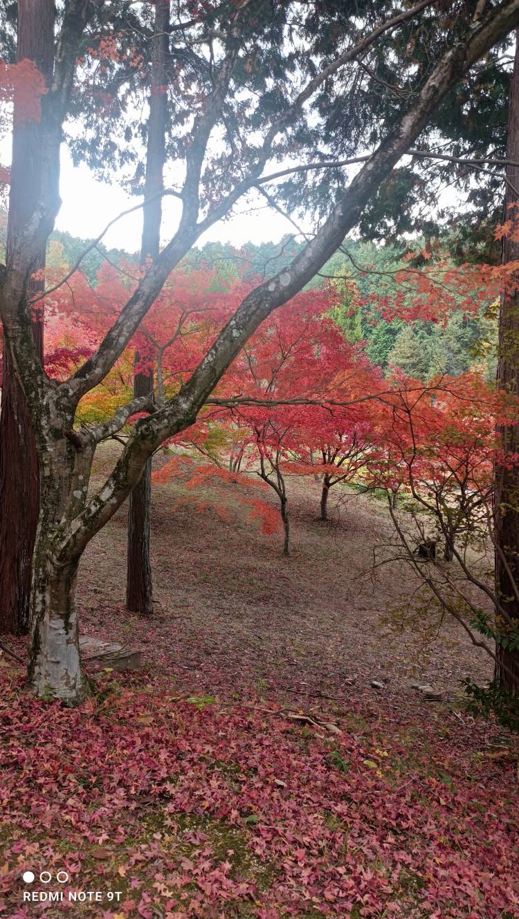 おはようございます☺️