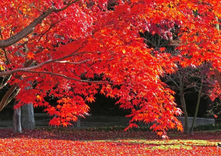 予想最高気温は１７℃