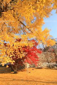 予想最高気温は14℃