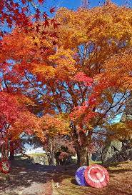 予想最高気温は15℃