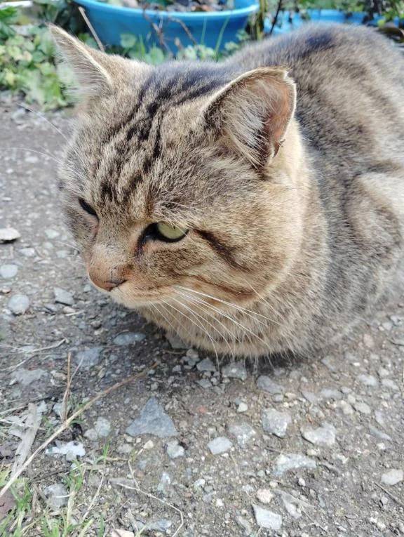 野良猫ちゃんは、
