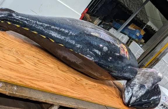 マグロ解体ショー(⁠´⁠⊙⁠ω⁠⊙⁠`⁠)⁠！