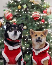 12月になって4回目の火曜日