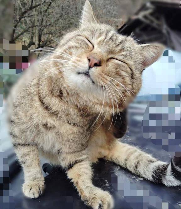 野良猫ちゃん🐱(ΦωΦ)🐱