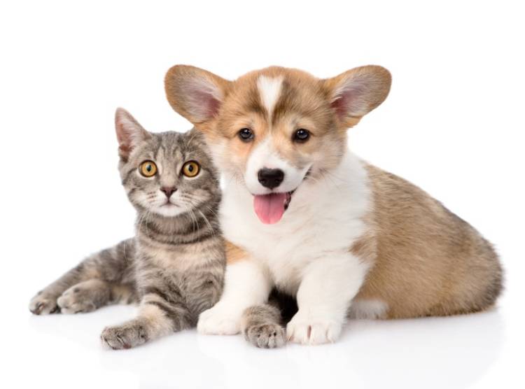 おやすみなさい