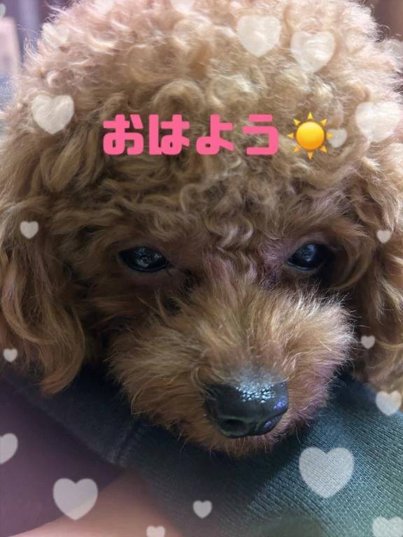 おはよぉ🍃🌸🐝🌸🍃