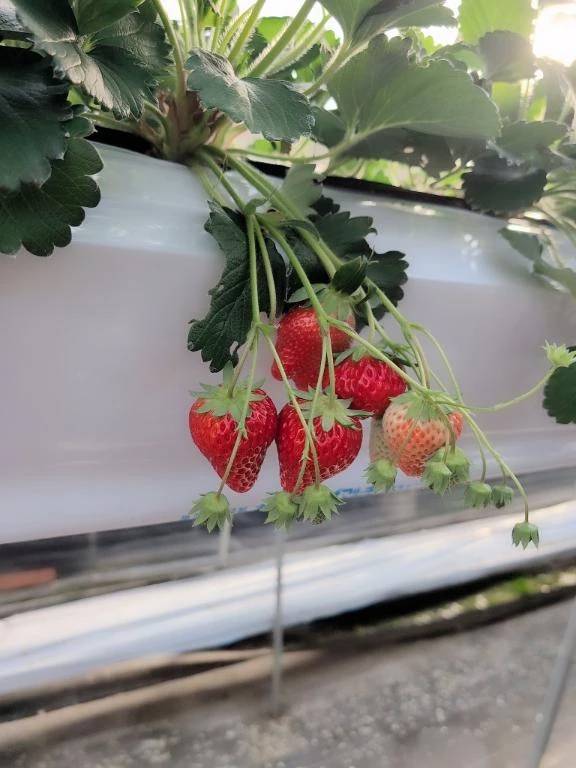 いちご🍓狩り✨