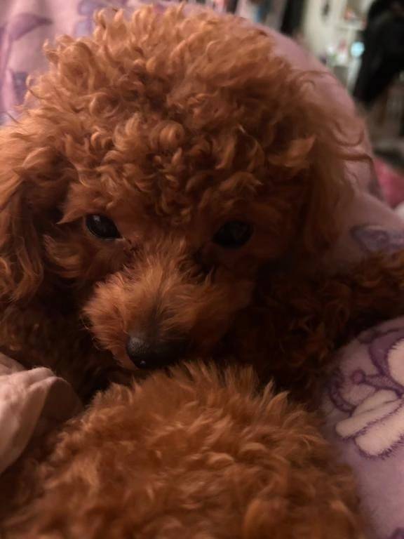 散歩🐶散歩👣