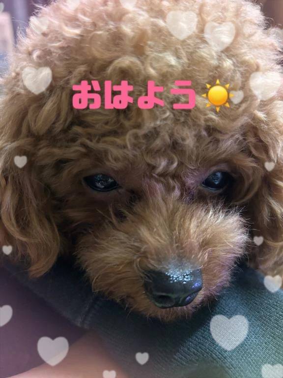 おはよぉ🍃🌸🐝🌸🍃