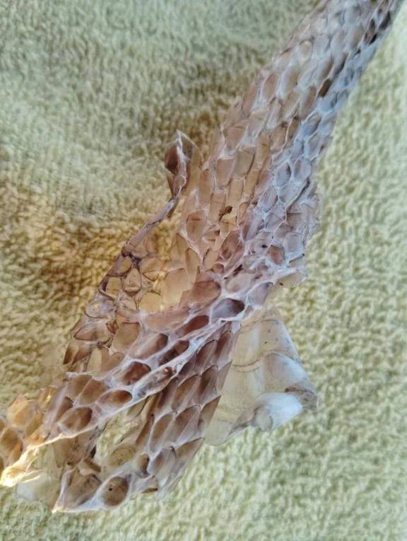 また、ヘビの抜け殻が