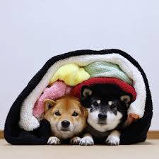 おやすみなさい