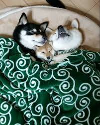 おやすみなさい