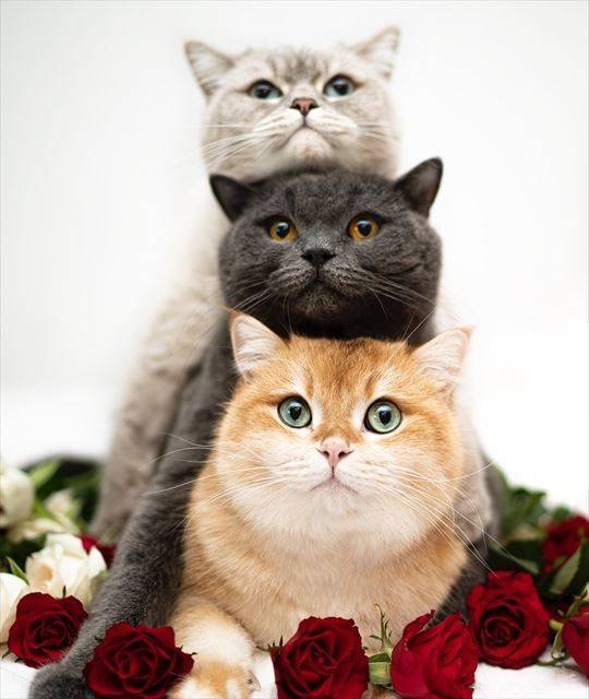 リピーターのＯ様に感謝～です