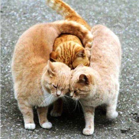 チヨコレのお客様