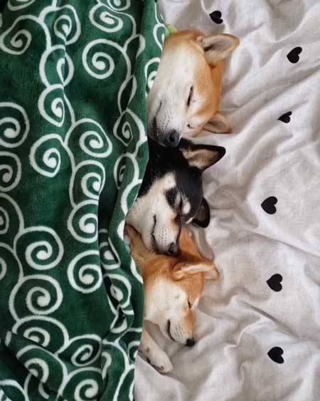 おやすみなさい