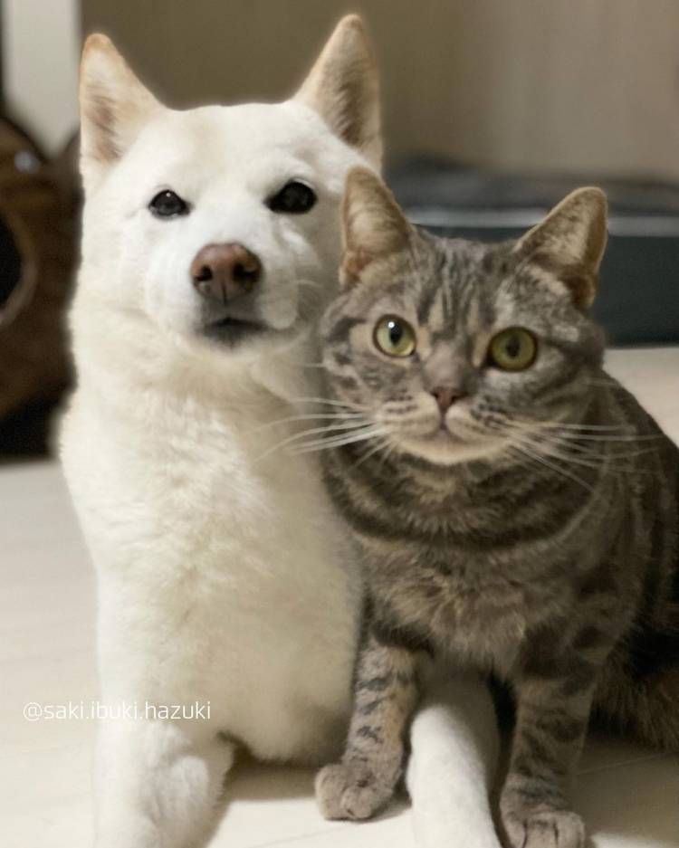 おやすみなさい