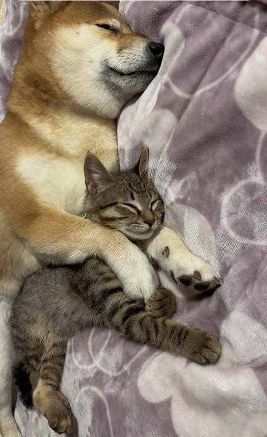 おやすみなさい