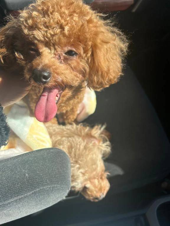 今日は🐱の日？