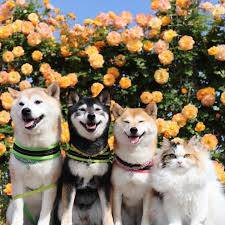 ありがとうございました