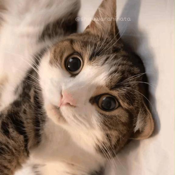 アルル90分🫶リピ様•*¨*•.¸♬︎