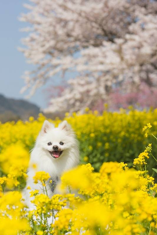 予想最高気温は１２℃