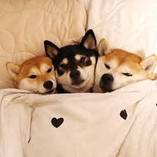 おやすみなさい