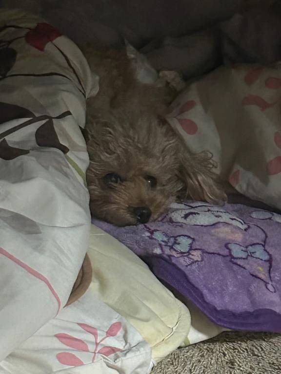 おはよぉ🍃🌸🐝🌸🍃