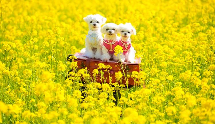 ありがとうございました