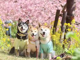 ありがとうございました