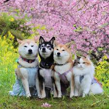 出勤の予定でしたが、お休みさせていただきます