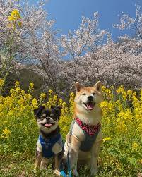 本日も宜しくお願いいたします